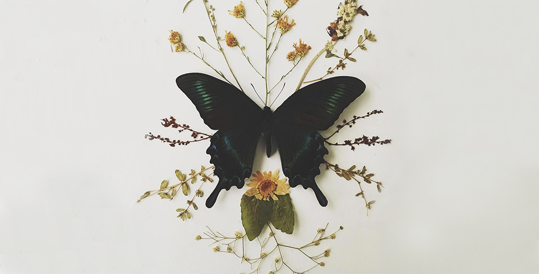 Design & The Anatomy of a Butterfly – Seedhouse Design