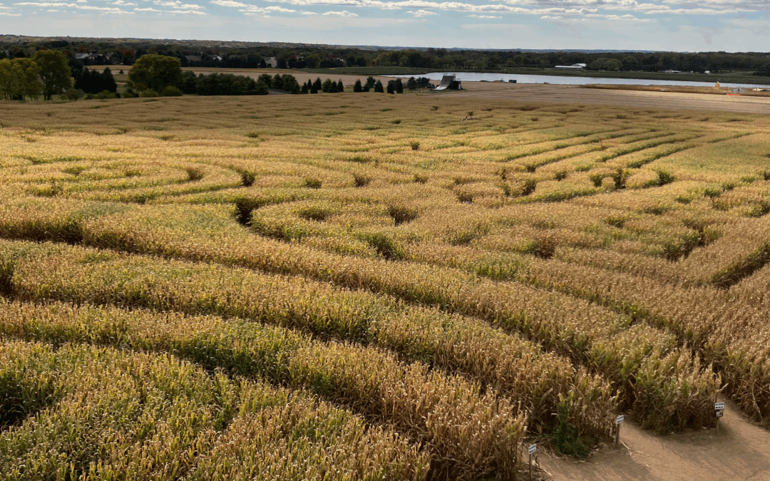 Making Hay – Seedhouse Q3 News – 2025