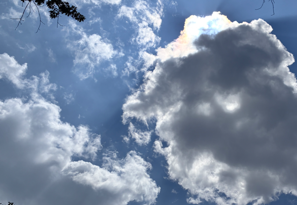 Suspended Sunshine – Seedhouse Q3 News – 2026